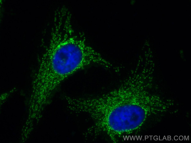 LRPPRC Antibody in Immunocytochemistry (ICC/IF)