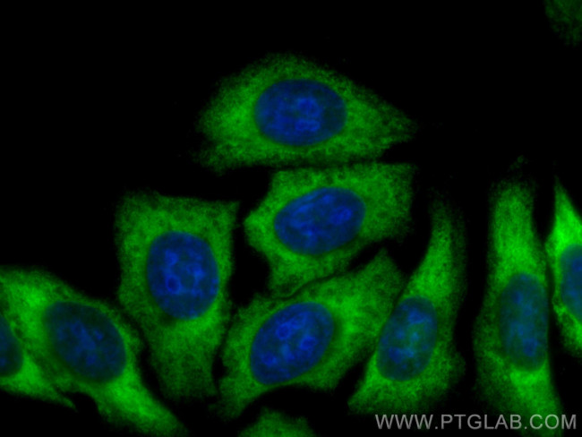 PTGES3 Antibody in Immunocytochemistry (ICC/IF)