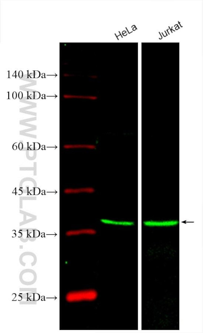 FDPS Antibody in Western Blot (WB)