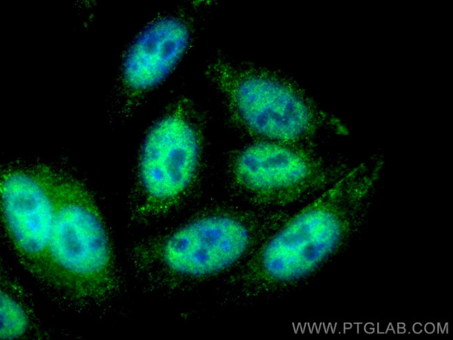 P53 Antibody in Immunocytochemistry (ICC/IF)