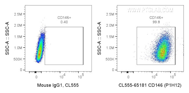 CD146 Antibody in Flow Cytometry (Flow)