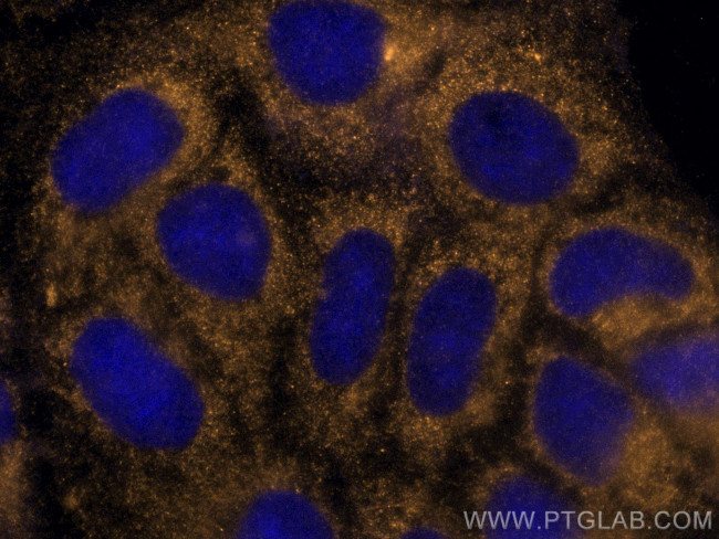 APOE Antibody in Immunocytochemistry (ICC/IF)