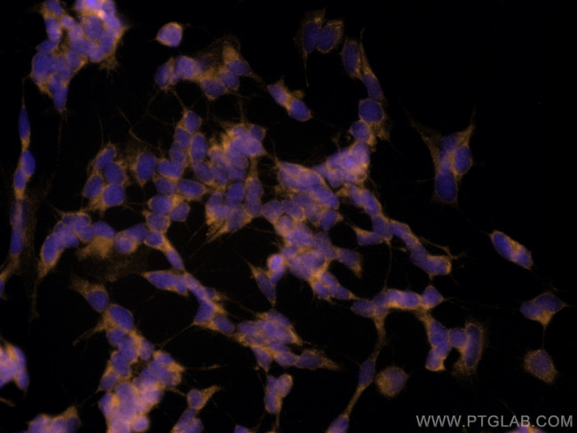 UNC13A Antibody in Immunocytochemistry (ICC/IF)