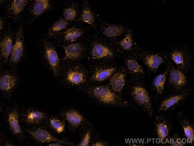 IFITM2/3 Antibody in Immunocytochemistry (ICC/IF)