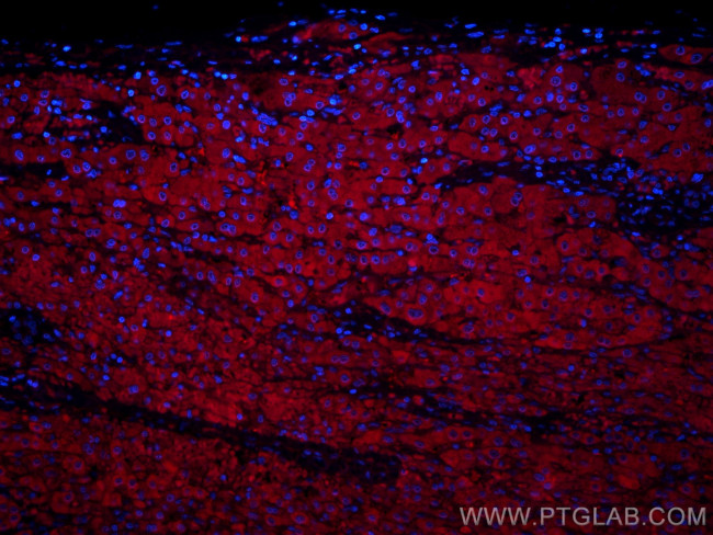 Gamma Cystathionase Antibody in Immunohistochemistry (PFA fixed) (IHC (PFA))