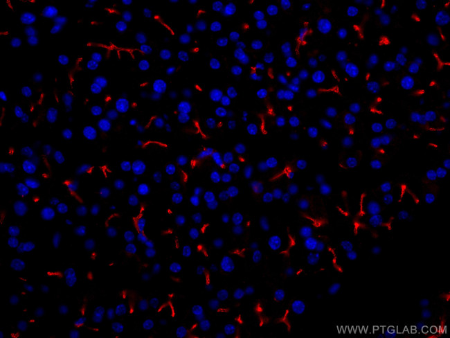 KRAP/SSFA2 Antibody in Immunohistochemistry (PFA fixed) (IHC (PFA))