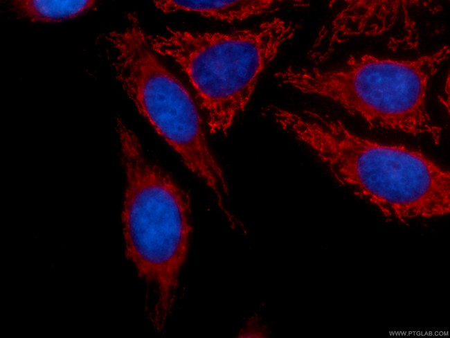 SERPINA10 Antibody in Immunocytochemistry (ICC/IF)