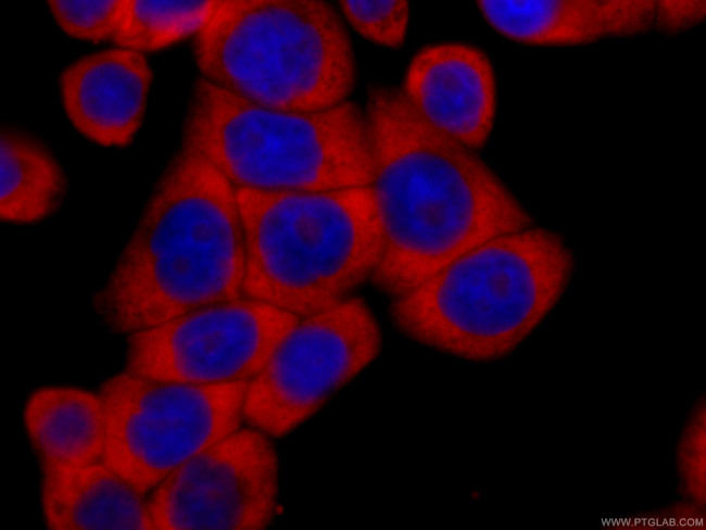 RACGAP1 Antibody in Immunocytochemistry (ICC/IF)