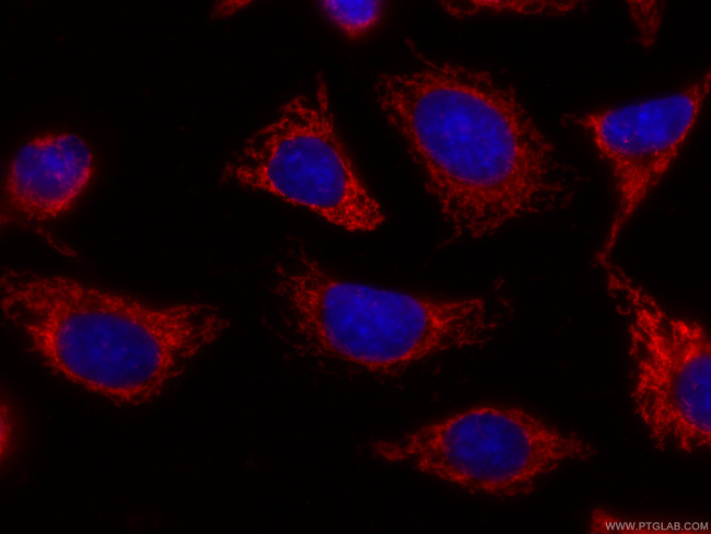 CHCHD2 Antibody in Immunocytochemistry (ICC/IF)