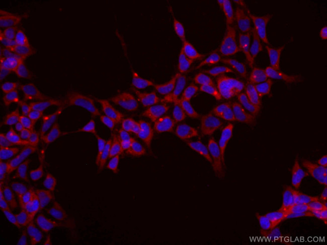 ASNA1 Antibody in Immunocytochemistry (ICC/IF)