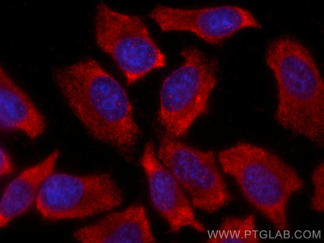 MDH1 Antibody in Immunocytochemistry (ICC/IF)