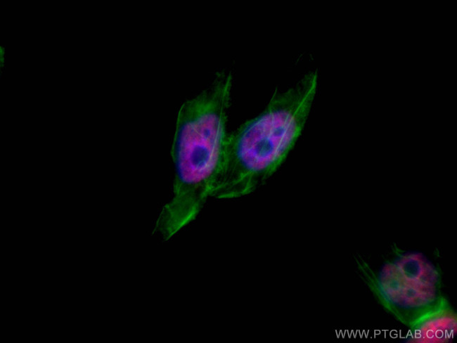 HuR Antibody in Immunocytochemistry (ICC/IF)