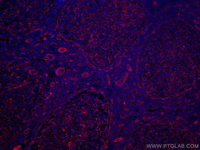CD151 Antibody in Immunohistochemistry (PFA fixed) (IHC (PFA))