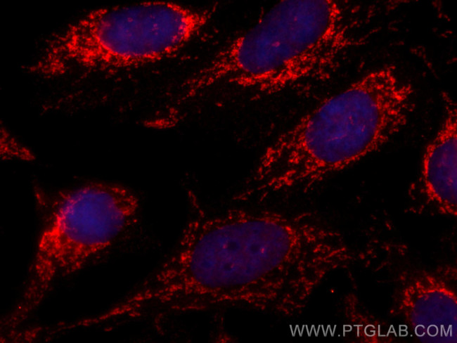 CHCHD6 Antibody in Immunocytochemistry (ICC/IF)