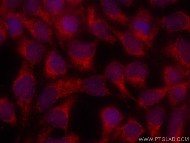 NXN Antibody in Immunocytochemistry (ICC/IF)