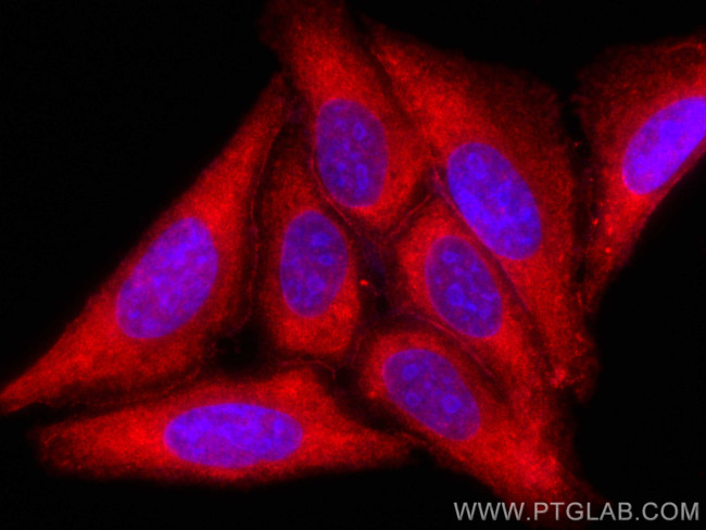 C5 Antibody in Immunocytochemistry (ICC/IF)