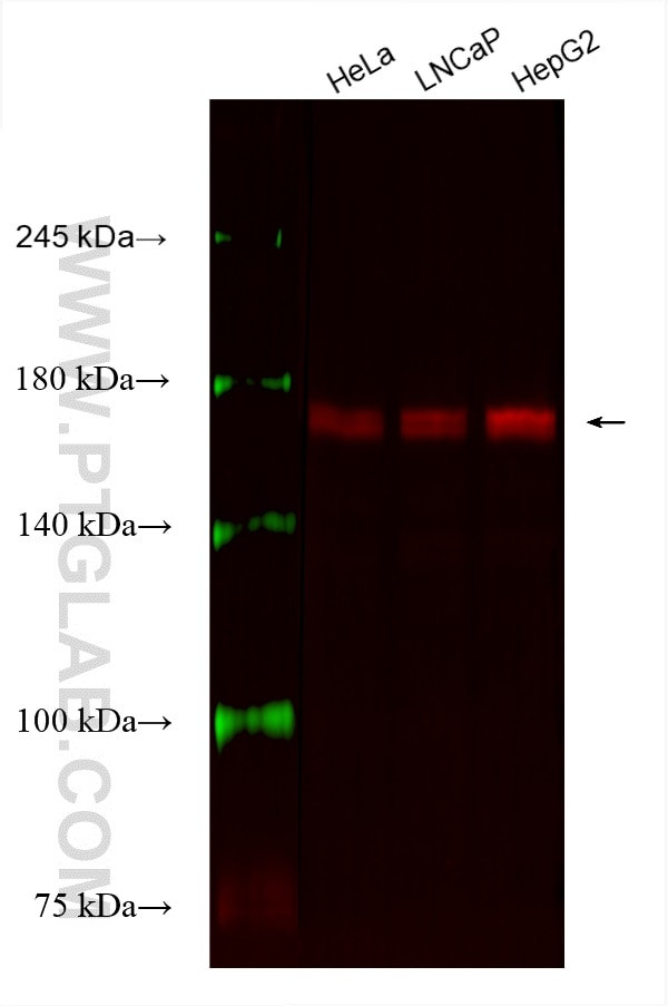 BAG6 Antibody in Western Blot (WB)