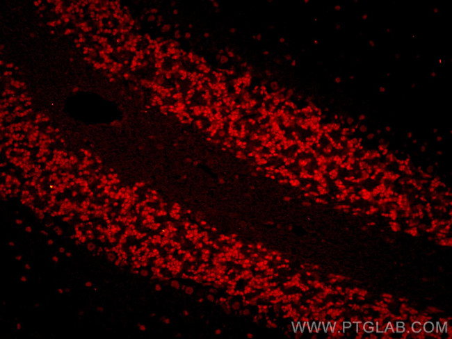 NeuN Antibody in Immunohistochemistry (PFA fixed) (IHC (PFA))
