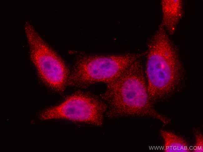 MLX Antibody in Immunocytochemistry (ICC/IF)