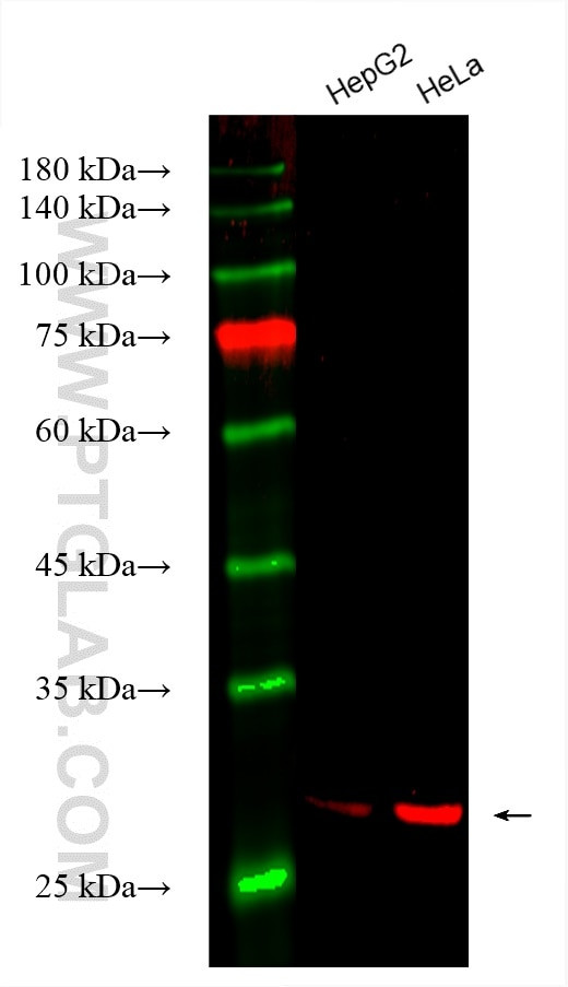 SBDS Antibody in Western Blot (WB)