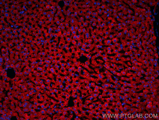 PPP4R1 Antibody in Immunohistochemistry (PFA fixed) (IHC (PFA))