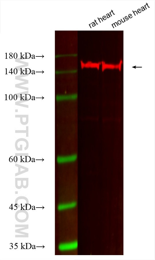 MYBPC3 Antibody in Western Blot (WB)