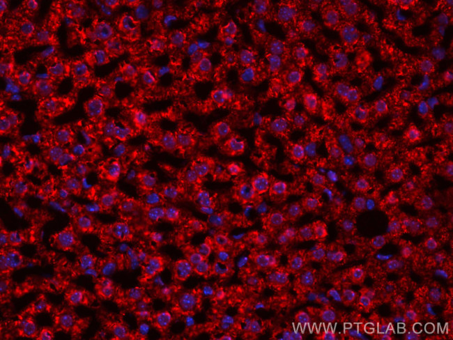 ACADM Antibody in Immunohistochemistry (PFA fixed) (IHC (PFA))