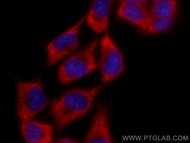 ADC Antibody in Immunocytochemistry (ICC/IF)