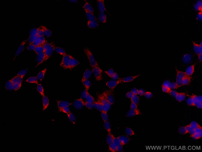 UNC13A Antibody in Immunocytochemistry (ICC/IF)