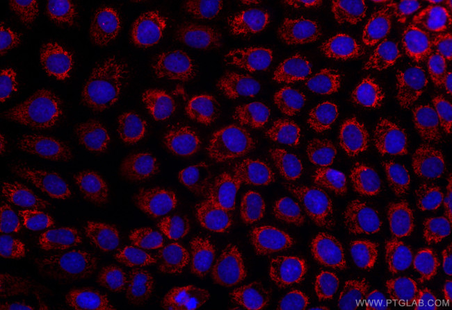 Cytochrome c Antibody in Immunocytochemistry (ICC/IF)