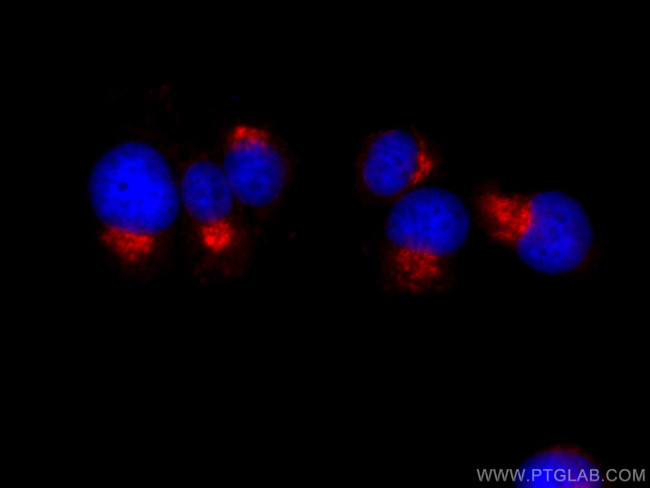 Syntaxin 6 Antibody in Immunocytochemistry (ICC/IF)