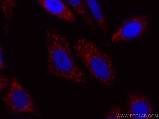 COXIV Antibody in Immunocytochemistry (ICC/IF)