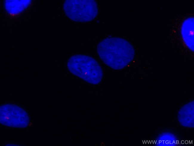 Centrin 1 Antibody in Immunocytochemistry (ICC/IF)