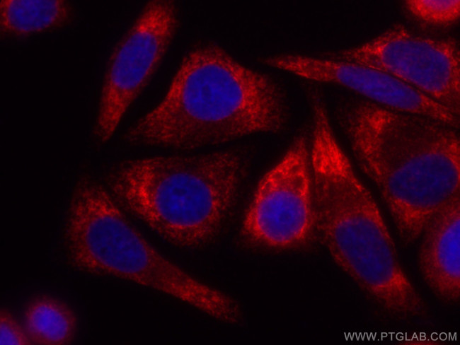 RRBP1 Antibody in Immunocytochemistry (ICC/IF)