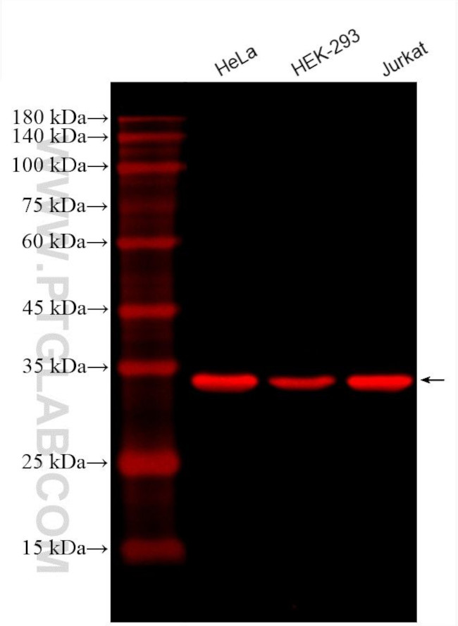 GAPDH Antibody in Western Blot (WB)