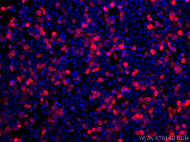 DYKDDDDK Antibody in Immunocytochemistry (ICC/IF)