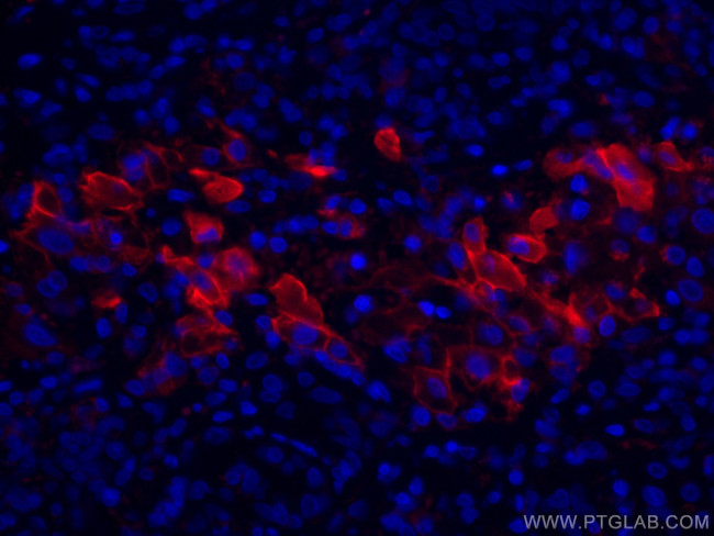 Apolipoprotein H Antibody in Immunohistochemistry (Paraffin) (IHC (P))