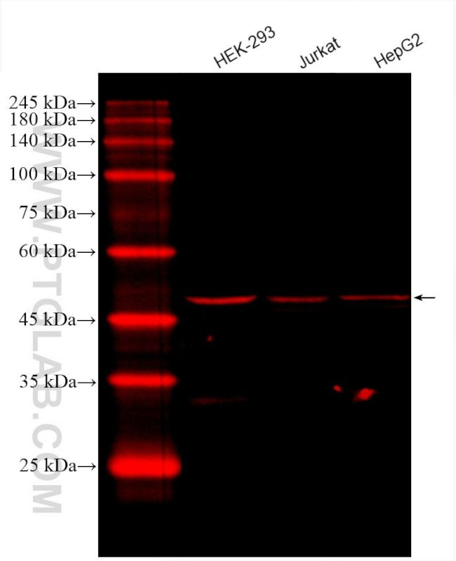 DEK Antibody in Western Blot (WB)