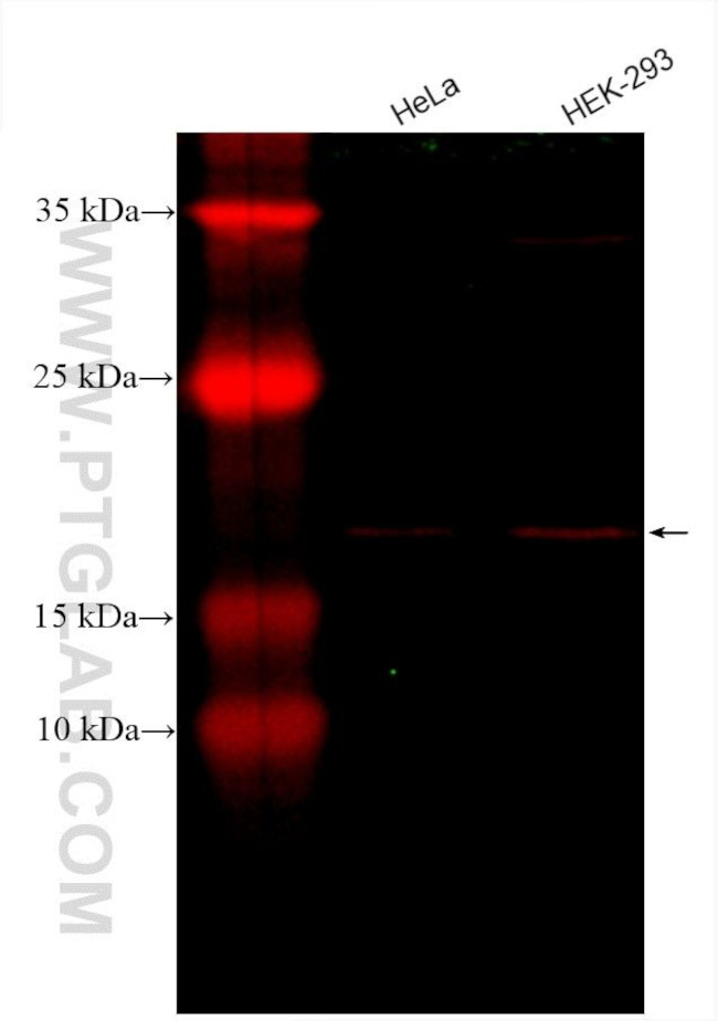 TOMM22 Antibody in Western Blot (WB)