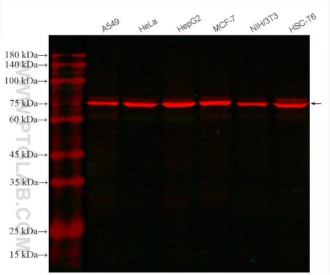 GRP78/BIP Antibody in Western Blot (WB)