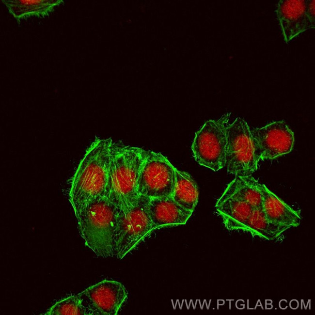Cyclin H Antibody in Immunocytochemistry (ICC/IF)