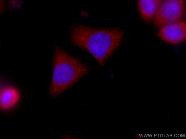 AHCYL2 Antibody in Immunocytochemistry (ICC/IF)
