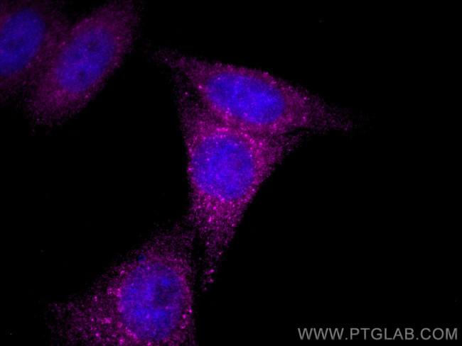 PTPN23 Antibody in Immunocytochemistry (ICC/IF)