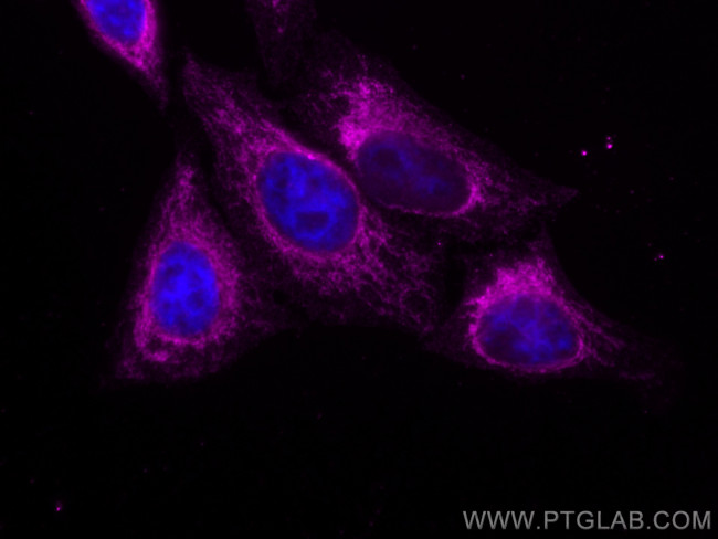 COXIV Antibody in Immunocytochemistry (ICC/IF)