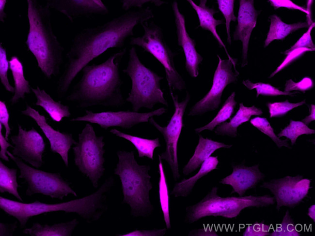 DNAJB1 Antibody in Immunocytochemistry (ICC/IF)