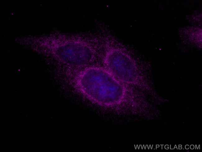 Bcl-XL Antibody in Immunocytochemistry (ICC/IF)