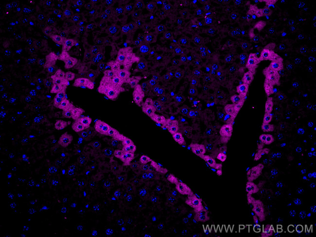 TMEM119 Antibody in Immunohistochemistry (PFA fixed) (IHC (PFA))