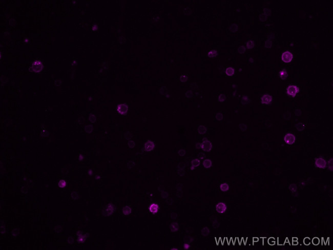 CD16/32 Antibody in Immunocytochemistry (ICC/IF)