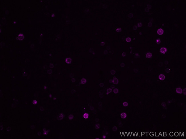 CD16/32 Antibody in Immunocytochemistry (ICC/IF)