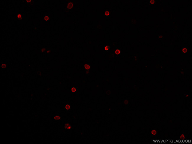 CD8a Antibody in Immunocytochemistry (ICC/IF)